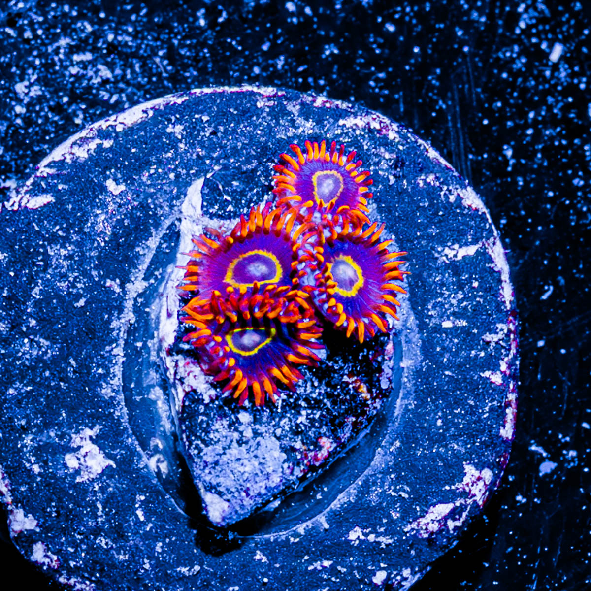 Rainbow Hornets Zoanthid 