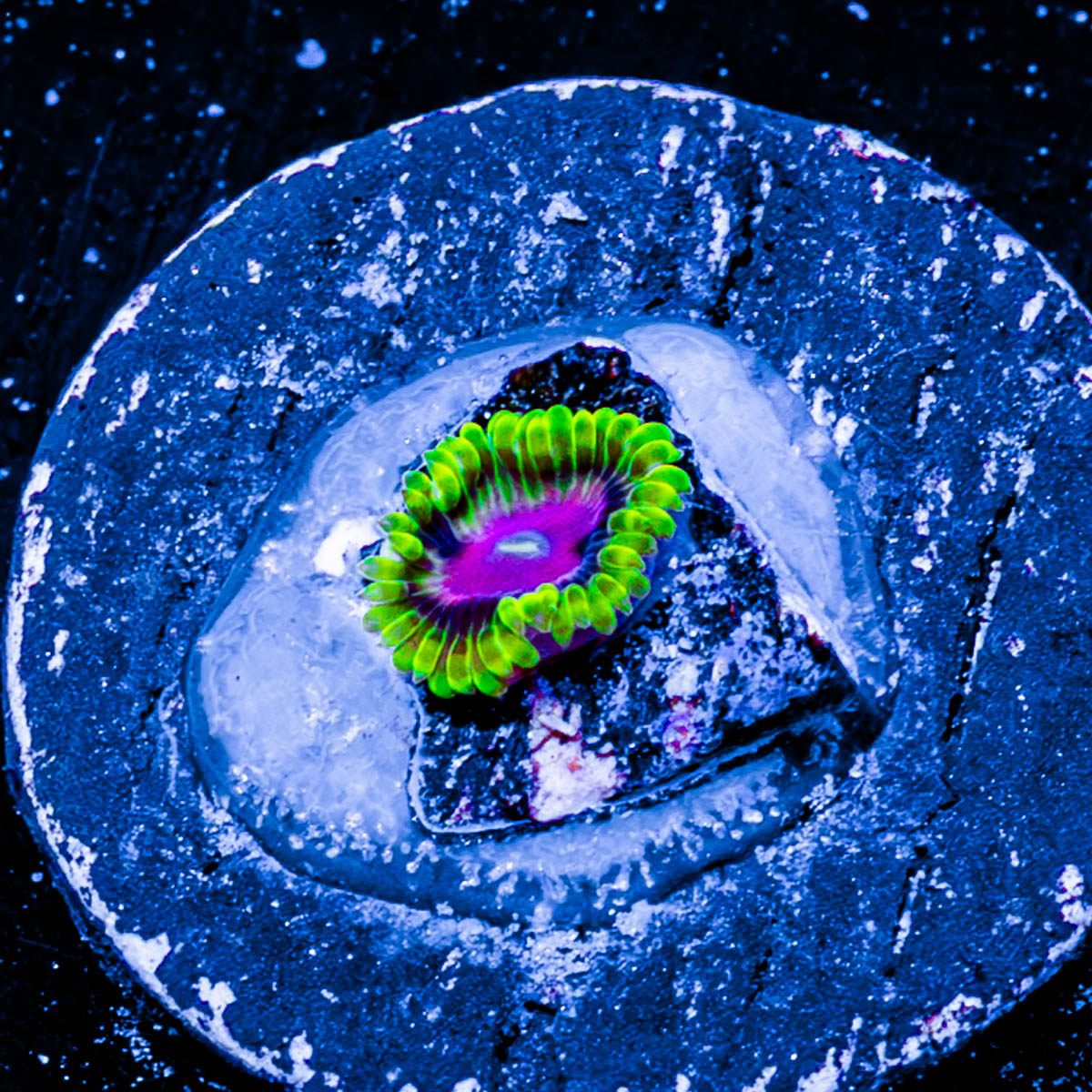 Pink Plasma Zoanthid 
