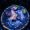 daisy Cutters Zoanthid 