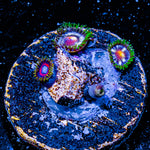 daisy Cutters Zoanthid 