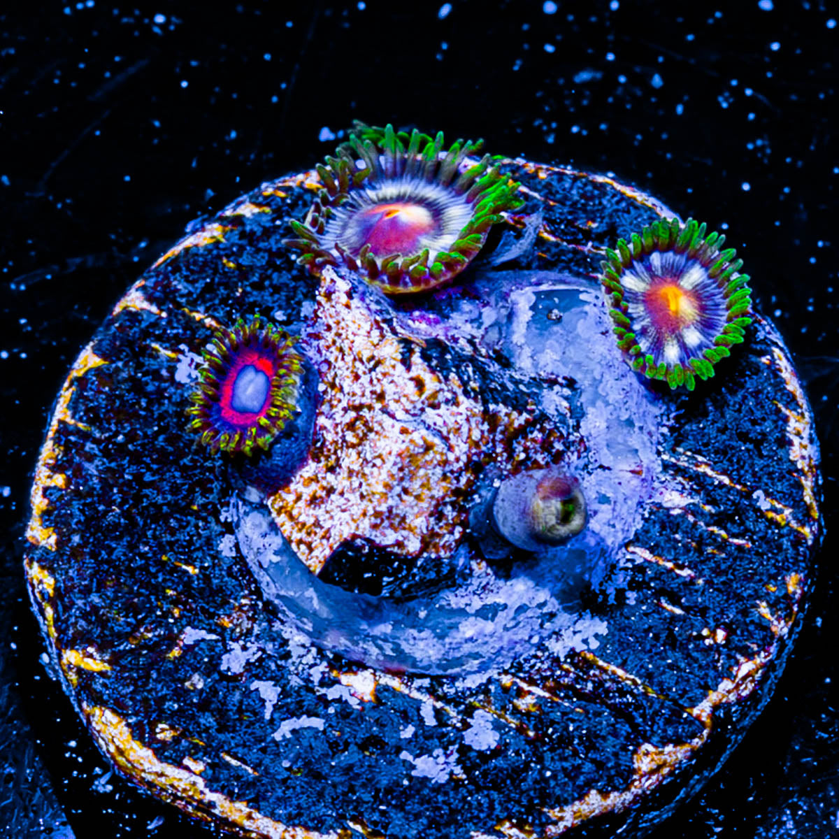 daisy Cutters Zoanthid 