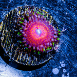 Aztec Warrior Zoanthid 