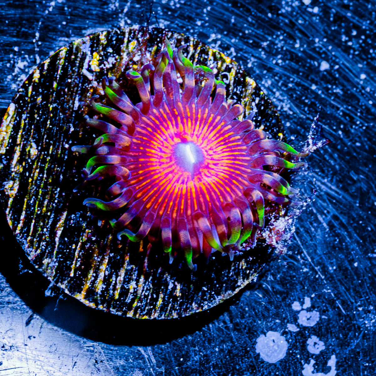 Aztec Warrior Zoanthid 