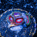 Fairy Tails Zoanthid 