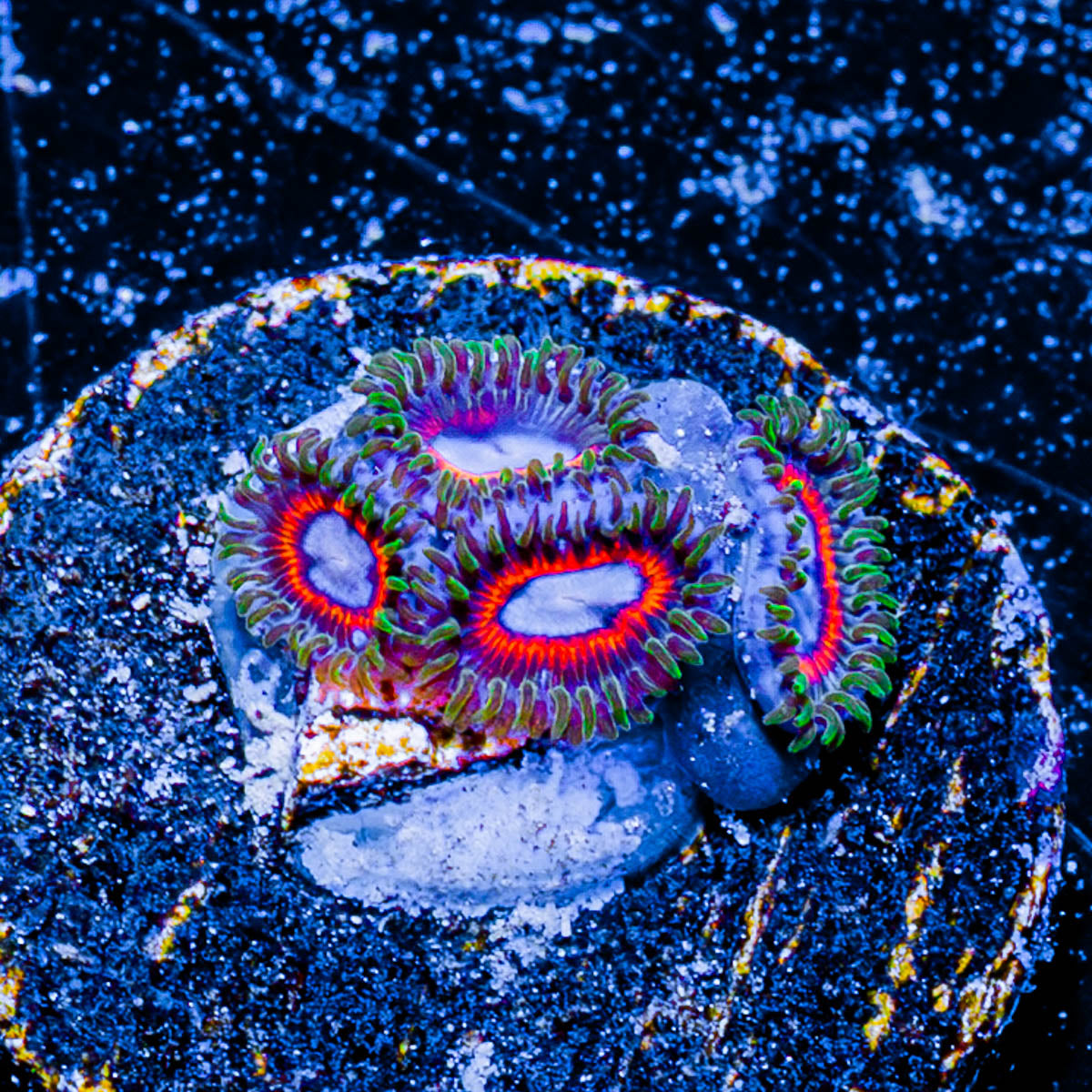 Fairy Tails Zoanthid 
