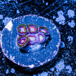 Fairy Tails Zoanthid 