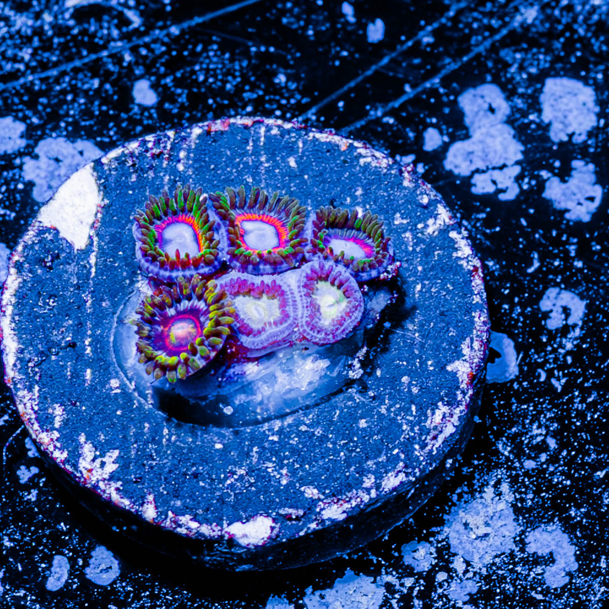 Fairy Tails Zoanthid 