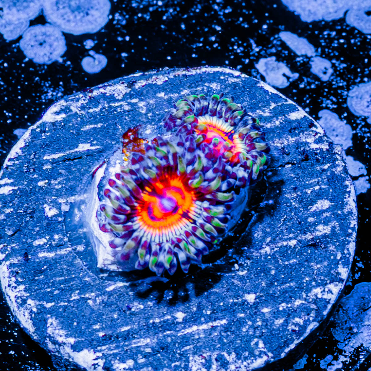 Eclipse Zoanthid
