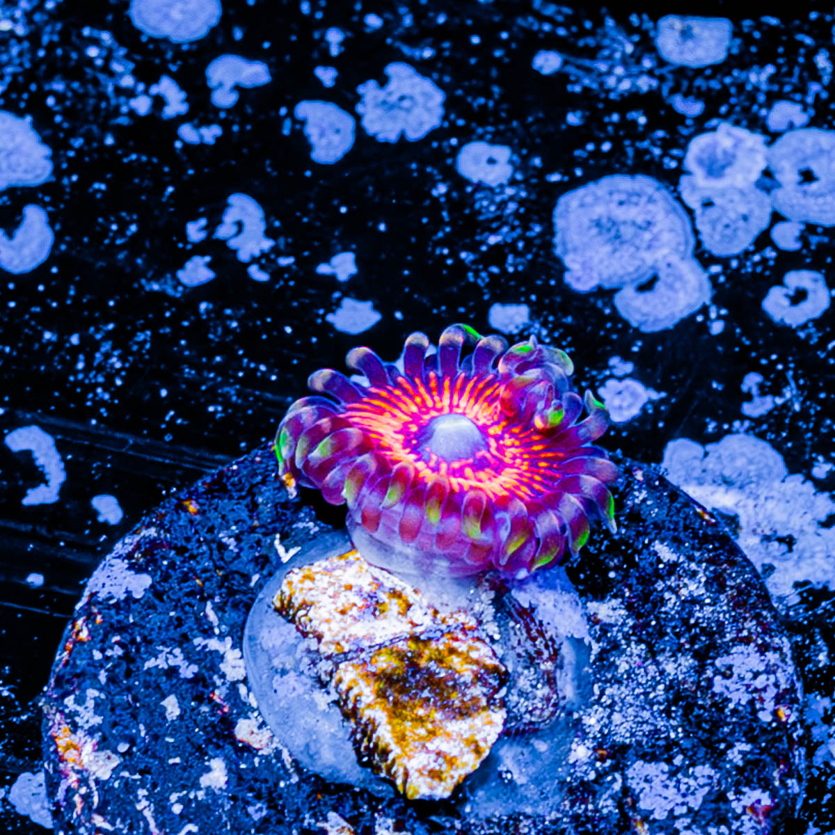 Aztec Warrior Zoanthid 