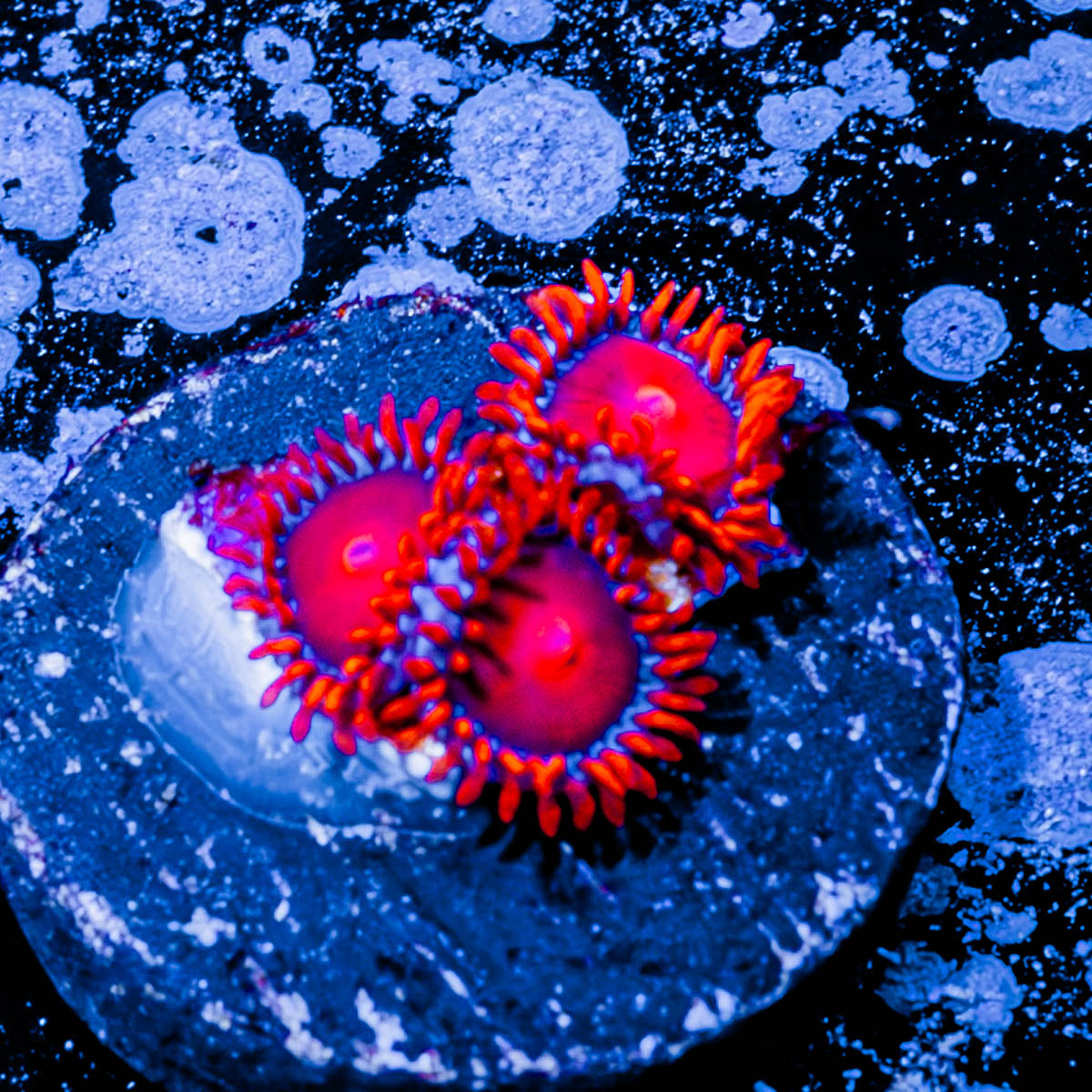 Orange Bam Bam Zoanthid 