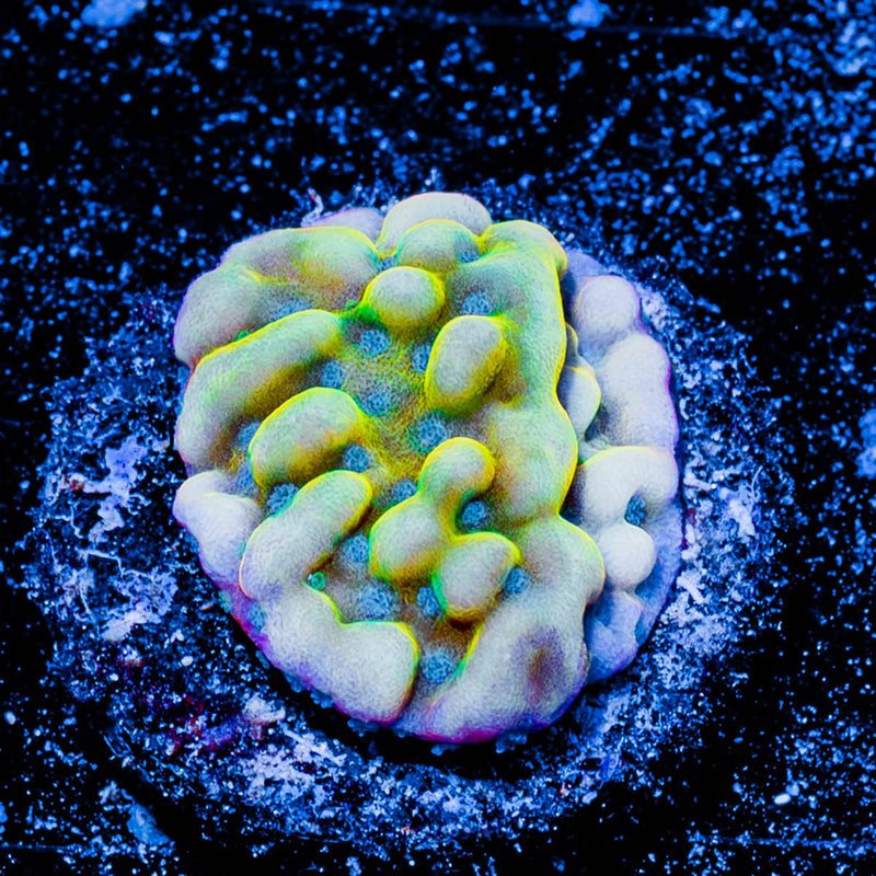 Beach Bum Montipora