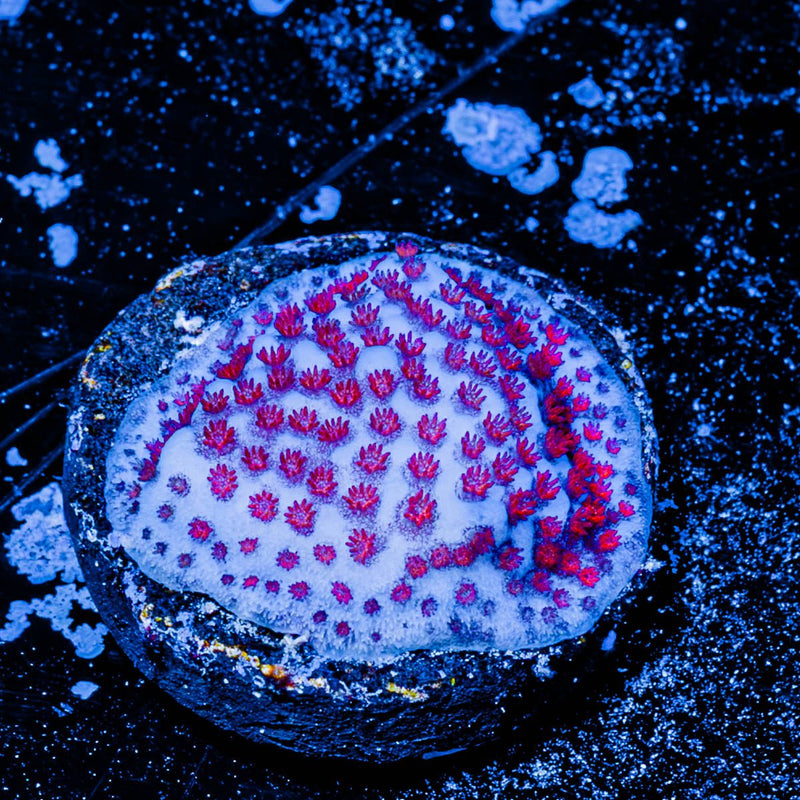 SpiderMan Montipora