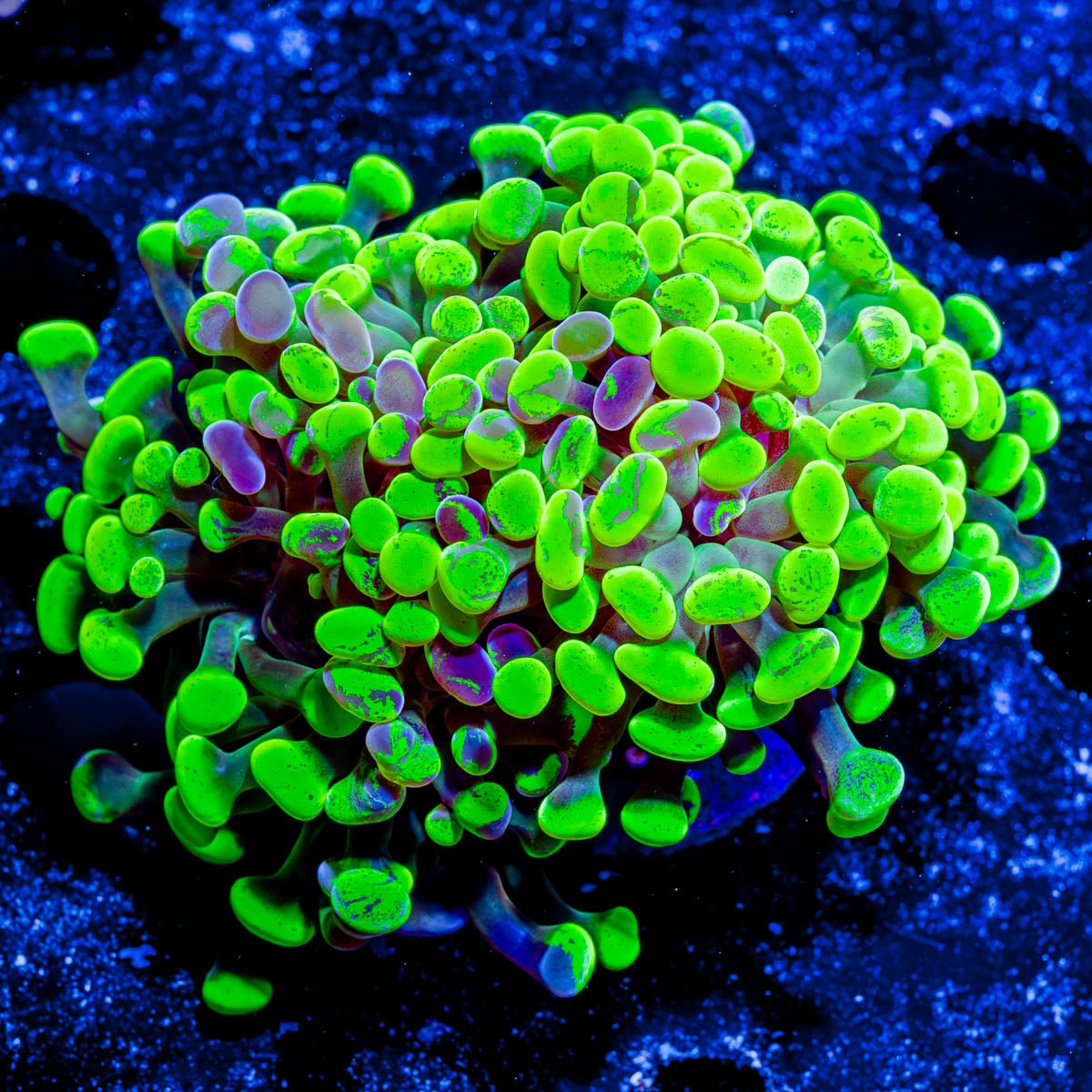 Ultra Splatter Cultured Hammer - riptide aquaculture llc