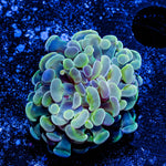 Assorted Cultured Hammer - riptide aquaculture llc