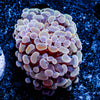 Assorted Cultured Hammer - riptide aquaculture llc