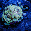 Assorted Cultured Hammer - riptide aquaculture llc