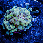 Assorted Cultured Hammer - riptide aquaculture llc