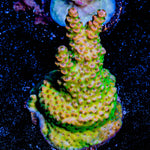 Robot Santa Claus Acropora 