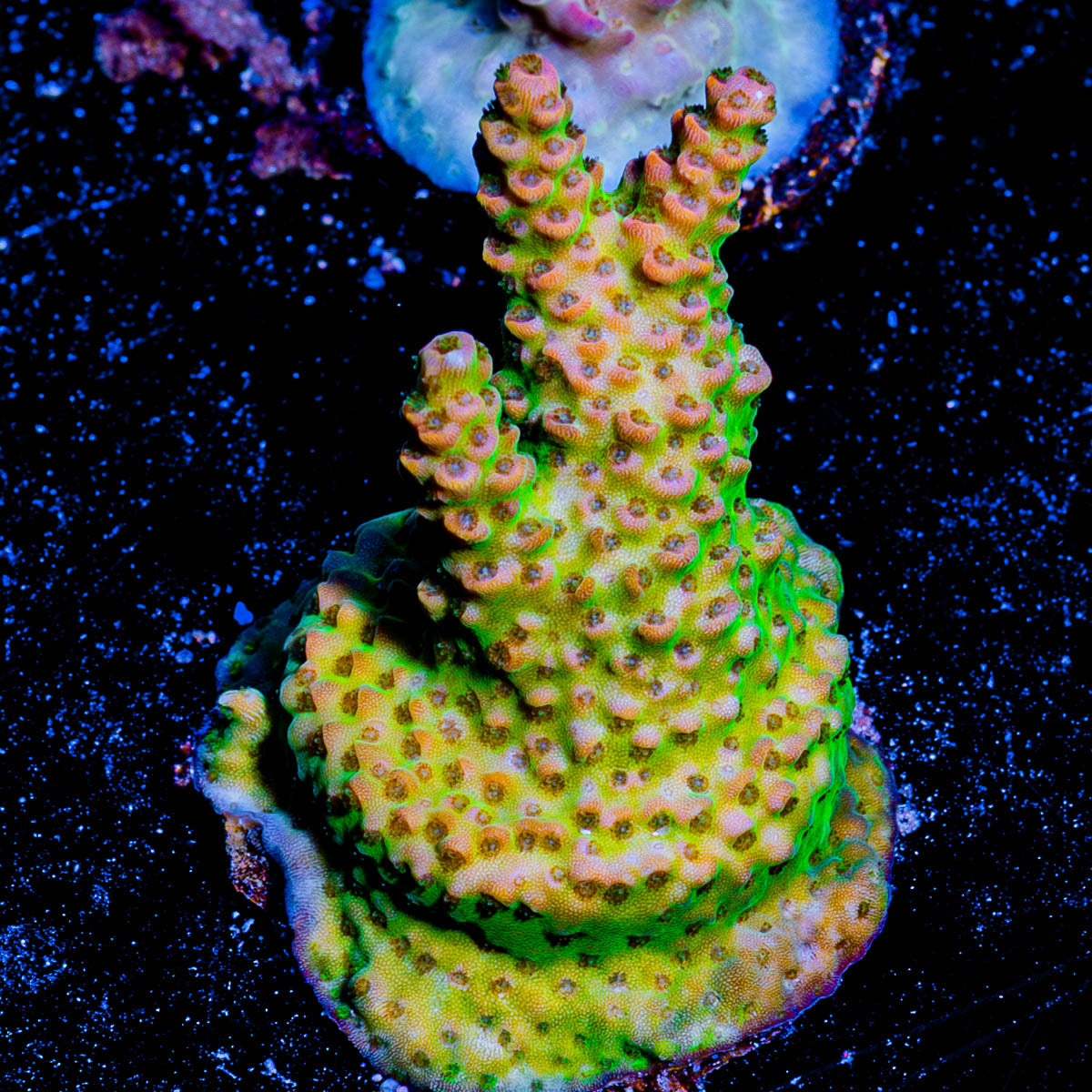 Robot Santa Claus Acropora 
