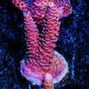 Judge Judy Millepora 