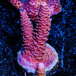 Judge Judy Millepora 