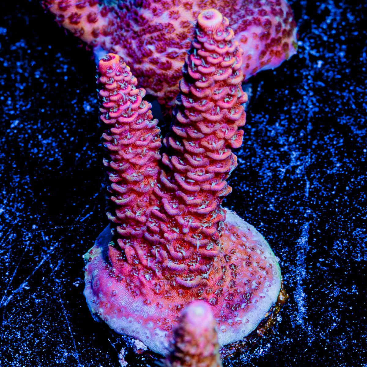 Judge Judy Millepora 