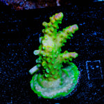 Paletta Pink Tip Acropora 