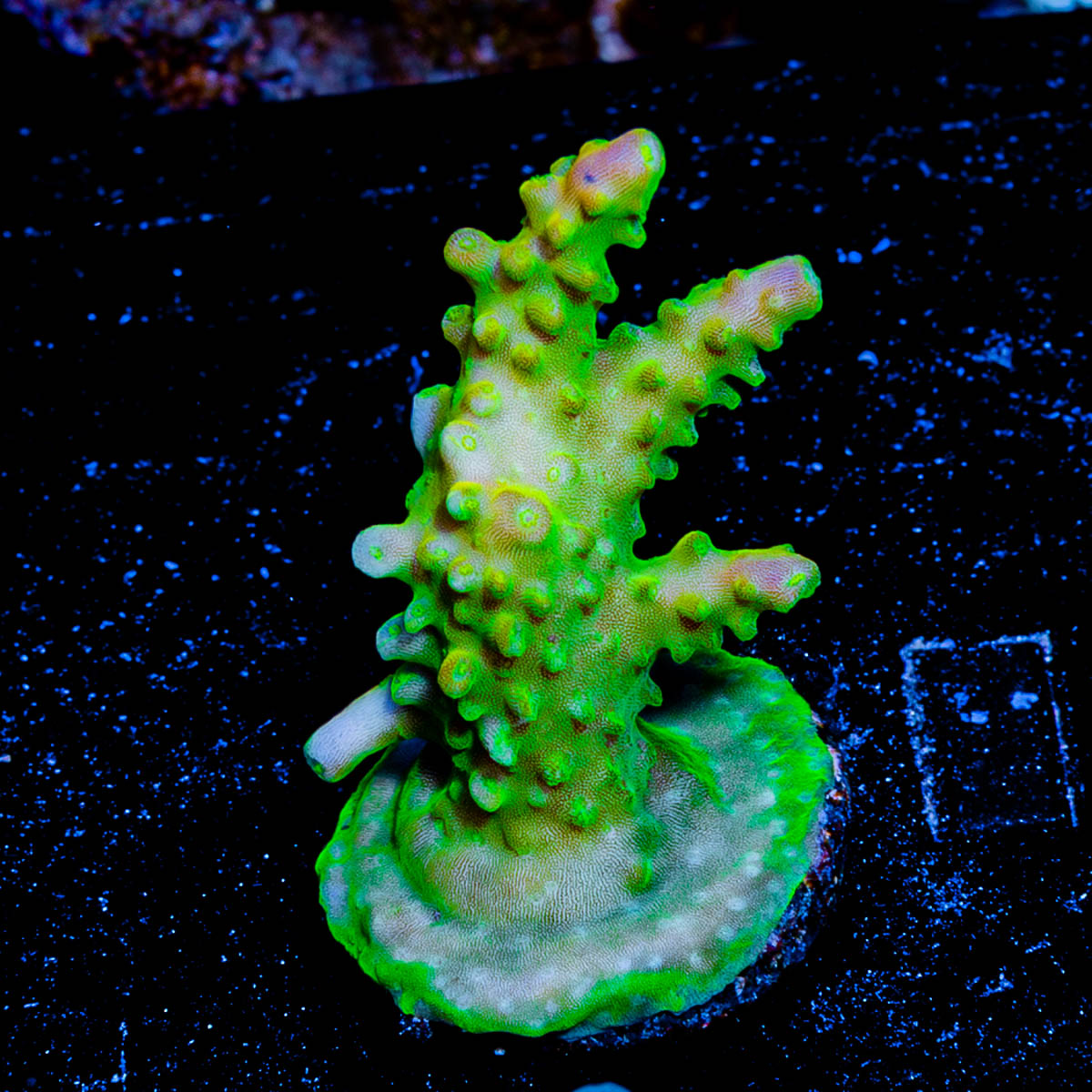 Paletta Pink Tip Acropora 