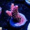 Judge Judy Millepora 