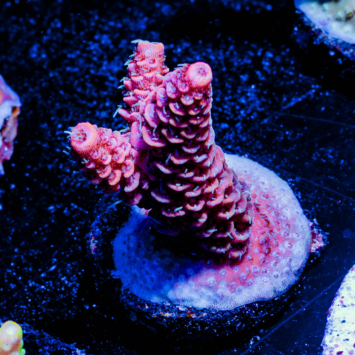 Judge Judy Millepora 