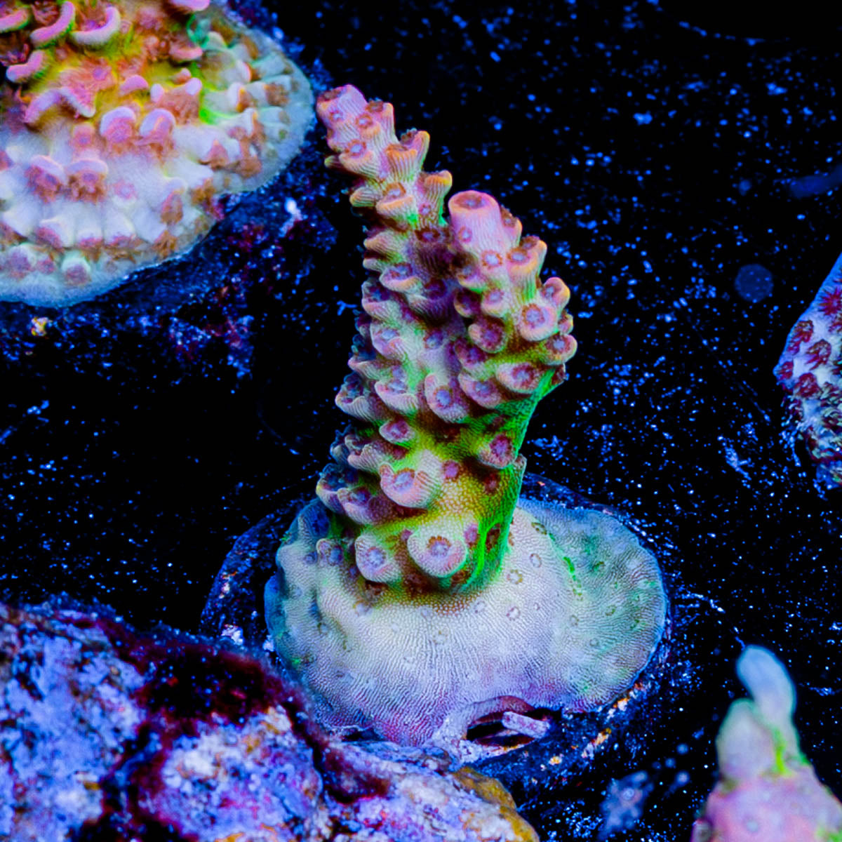 Princess Peach Acropora 