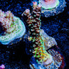 Robot Santa Claus Acropora 