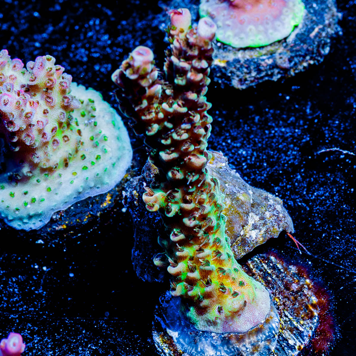 Robot Santa Claus Acropora 
