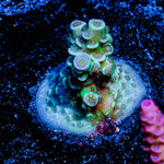 Oscar the Grouch Acropora 
