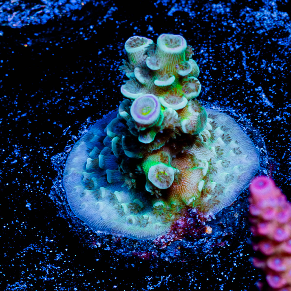Oscar the Grouch Acropora 