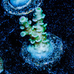 Oscar the Grouch Acropora 