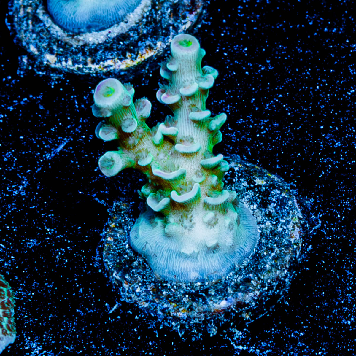 Oscar the Grouch Acropora 
