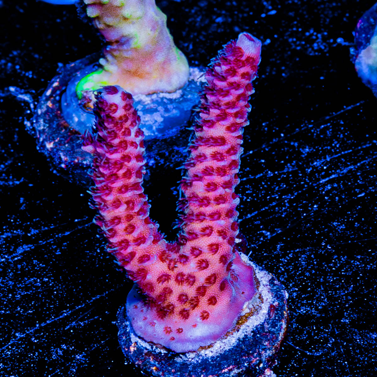 Rouge Millepora 