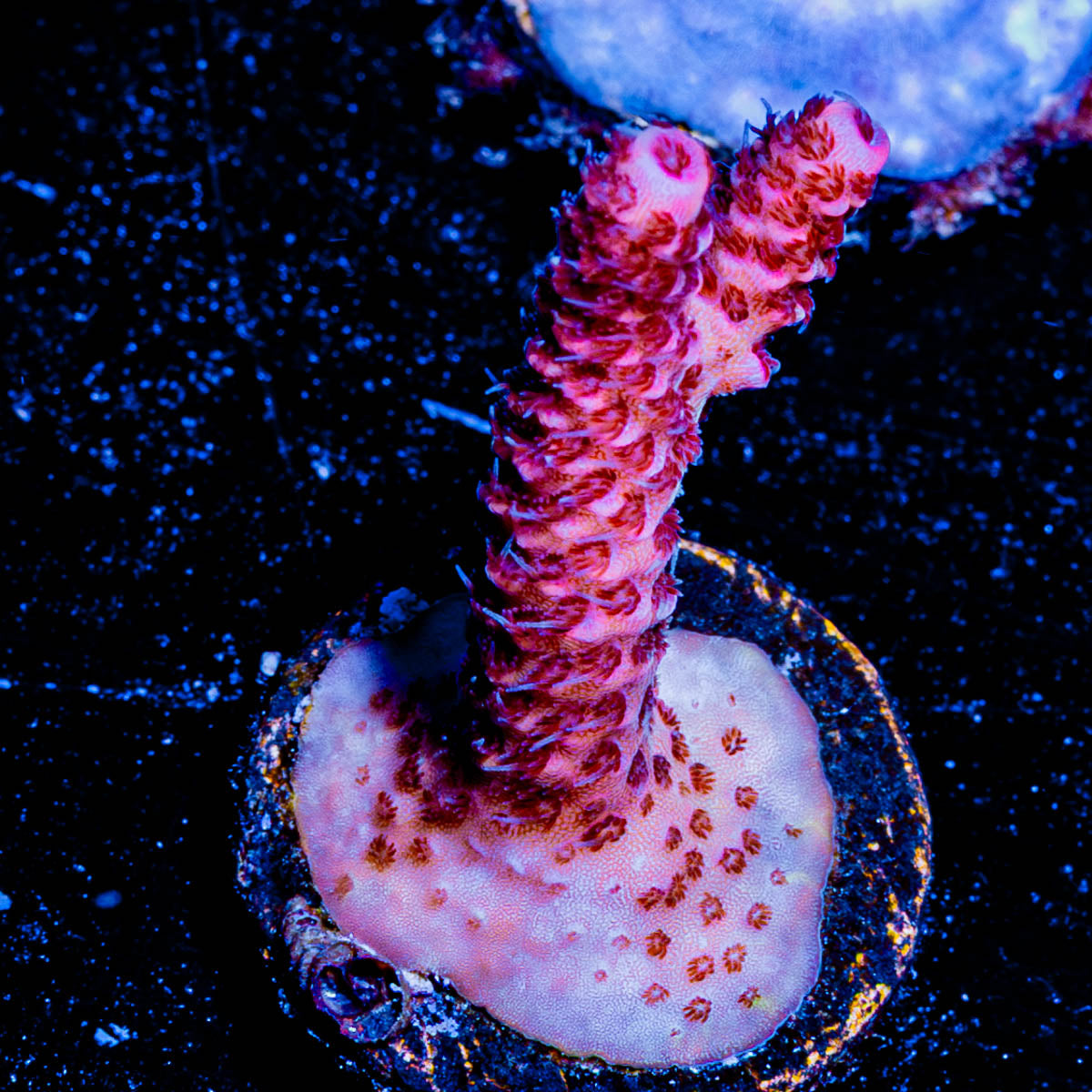 Rouge Millepora 