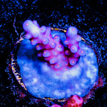 ARC FireWork Acropora 