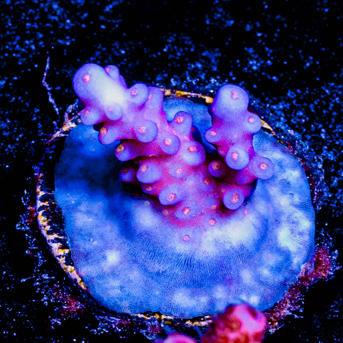 ARC FireWork Acropora 