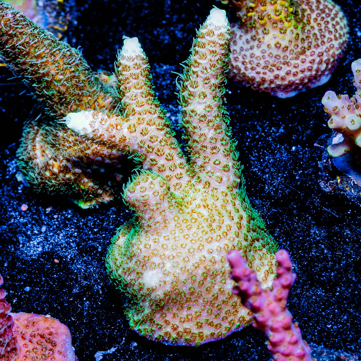 Sky Walker Millepora 