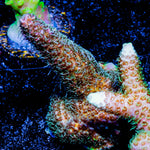 Sky Walker Millepora 
