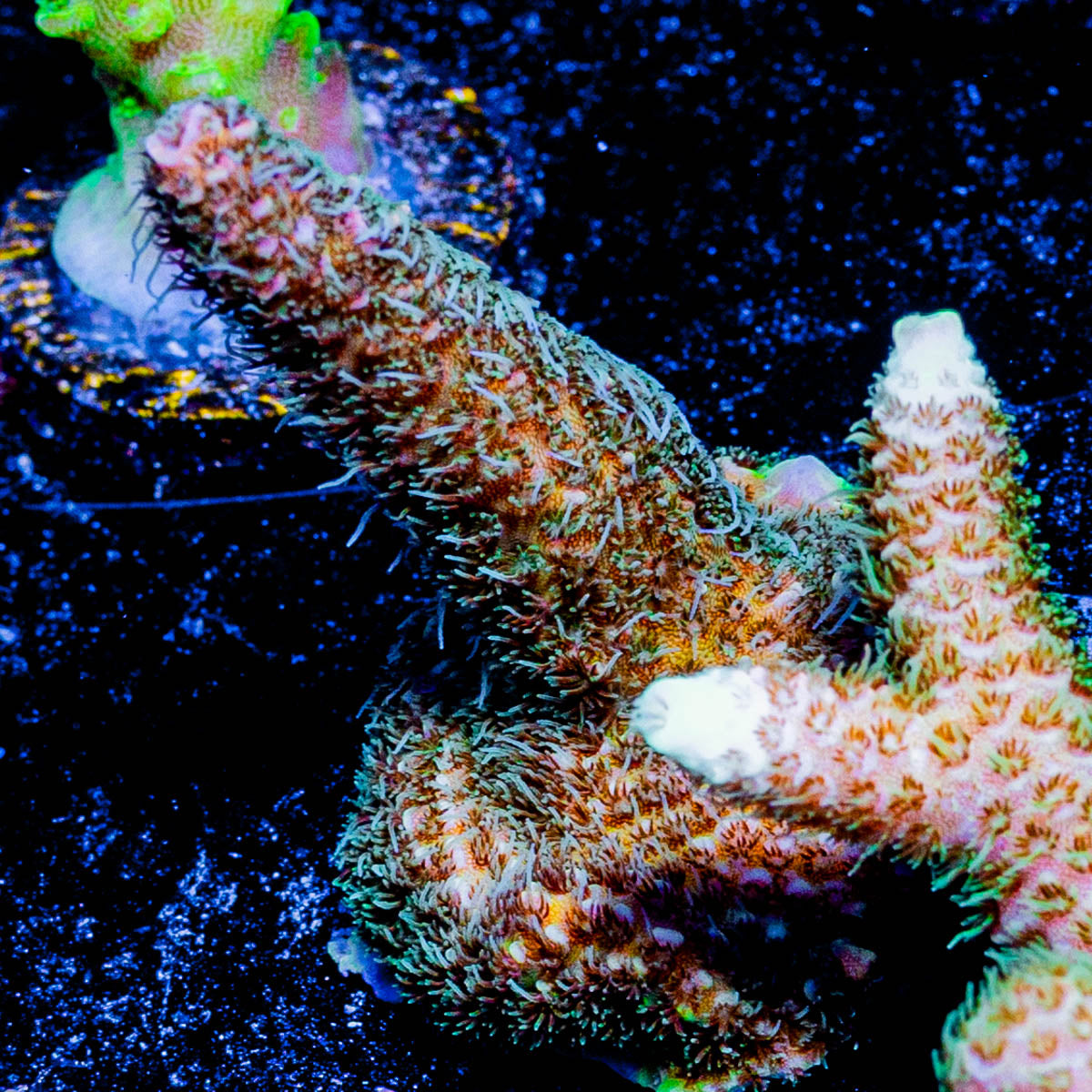 Sky Walker Millepora 