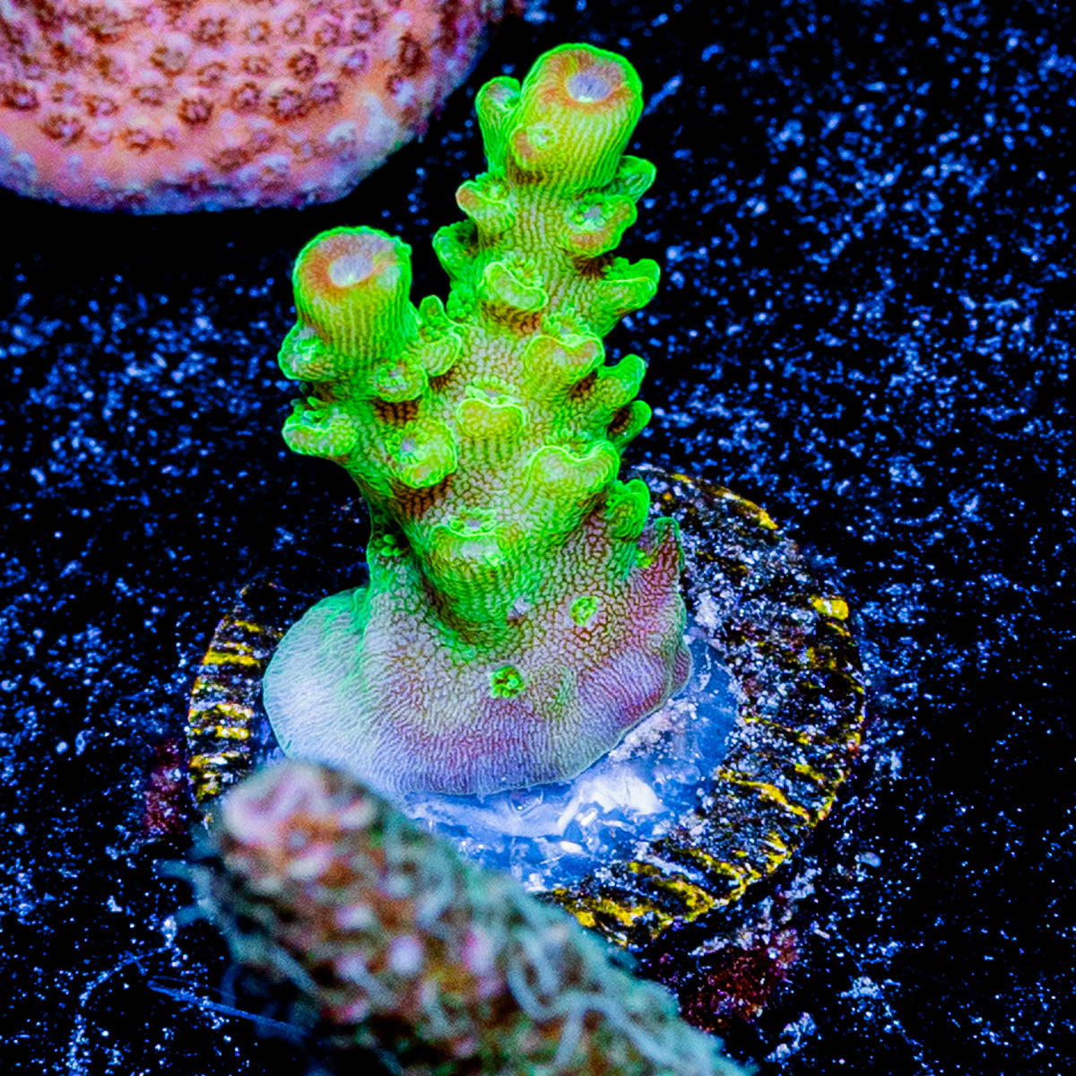 Oscar the Grouch Acropora 