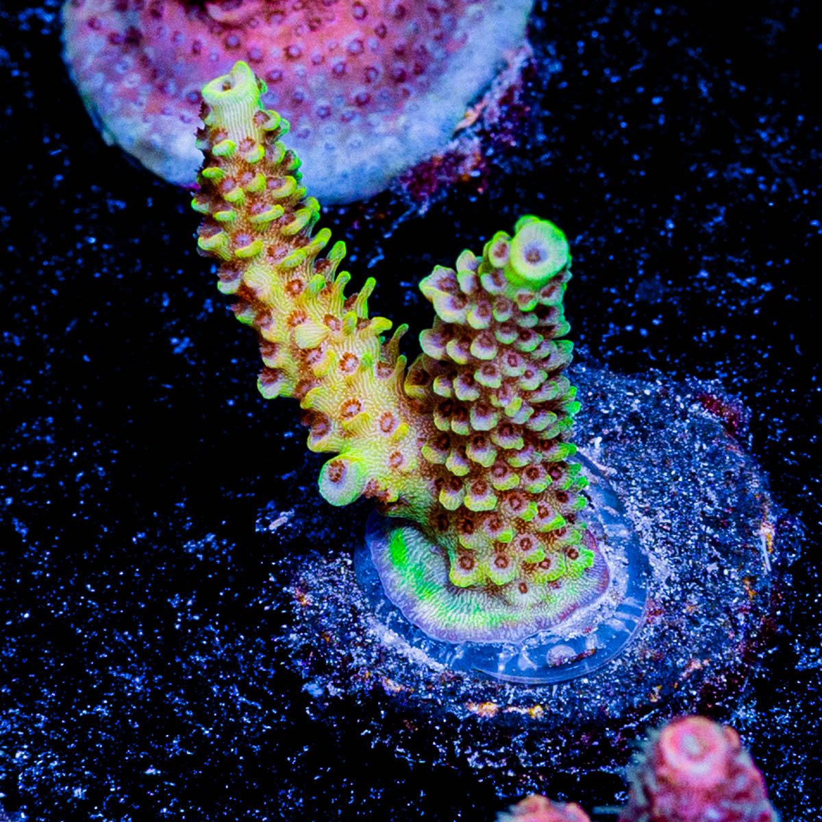 Sky Walker Millepora 