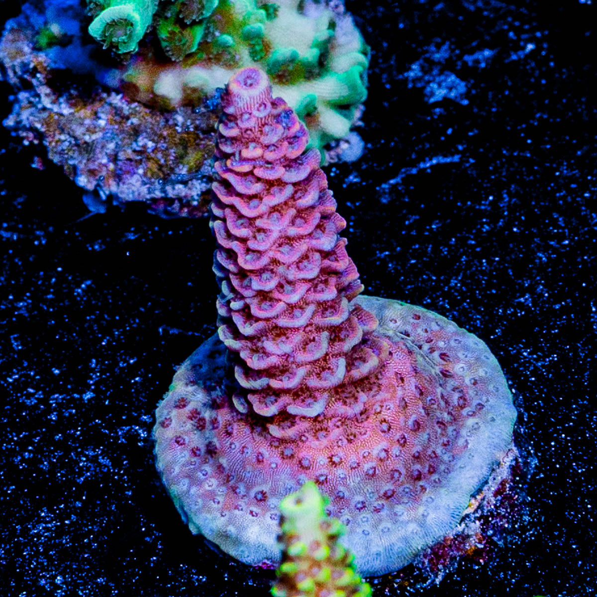 Judge Judy Millepora 
