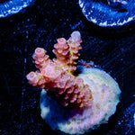 Robot Santa clause Acropora 