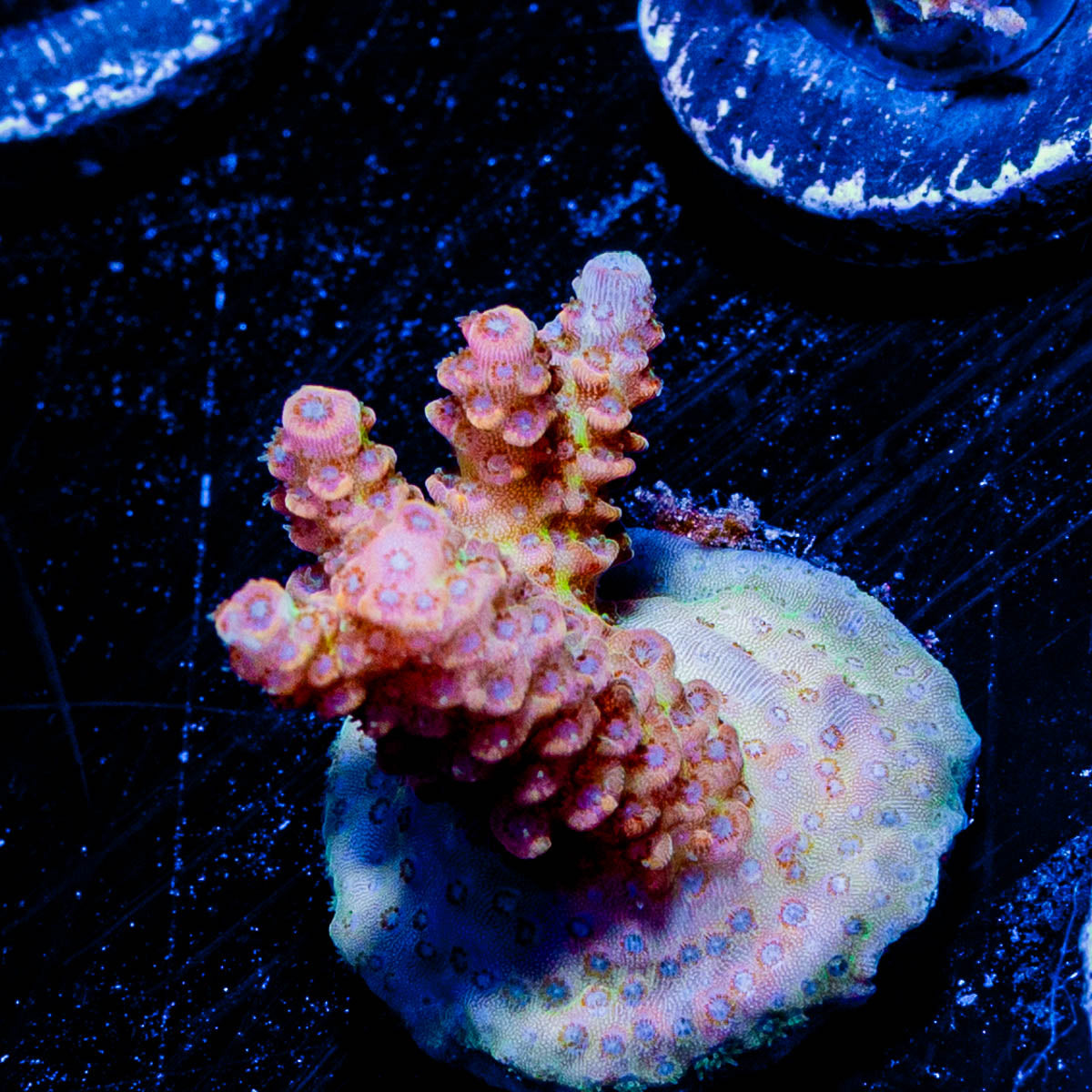 Robot Santa clause Acropora 
