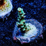 Oscar the Grouch Acropora - riptide aquaculture llc